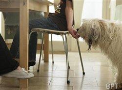 Help your pet shed unhealthy weight