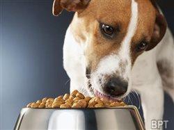 Is the protein in your pet's food causing a deadly disease?