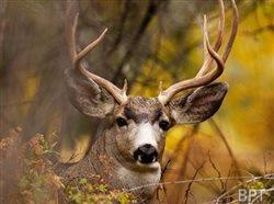 To reduce Lyme disease risks, keep tick-carrying deer out of your yard