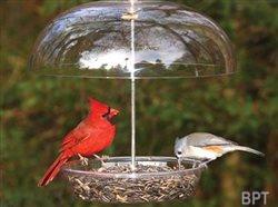 Help nurture kids' love of nature with easy, basic, backyard bird-feeding tips
