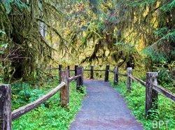 1,000 shades of green: Nature made sexy in the Pacific Northwest