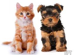 Tips for new pet parents