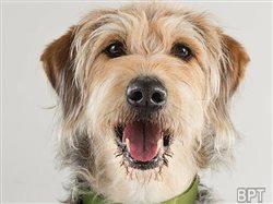 Easy ways to improve your pet's quality of life