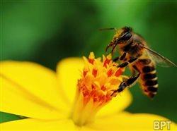 Creating a pollinator-friendly habitat in your backyard