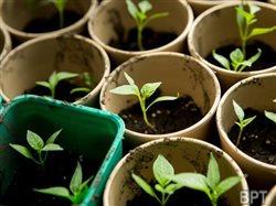 Sowing the seeds of spring: How to start your garden indoors