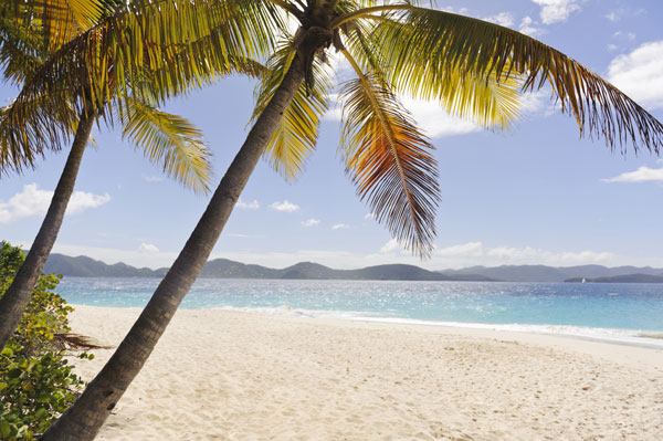 Palm trees on a lovely beach