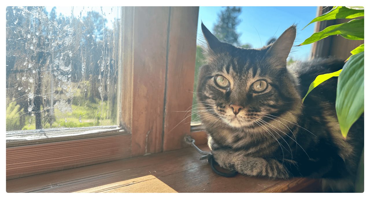 A cat enjoys indoor air conditioning while looking out a window. Rover suggests keeping your pet cool on a hot summer day.
