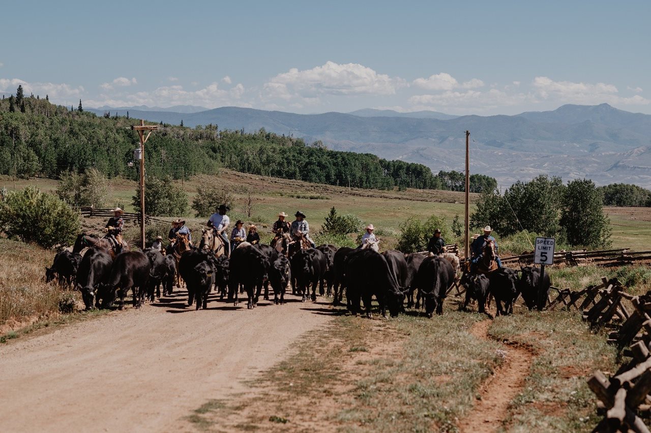 A group of dude ranch guests involved with a cattle drive at the Latigo Ranch.