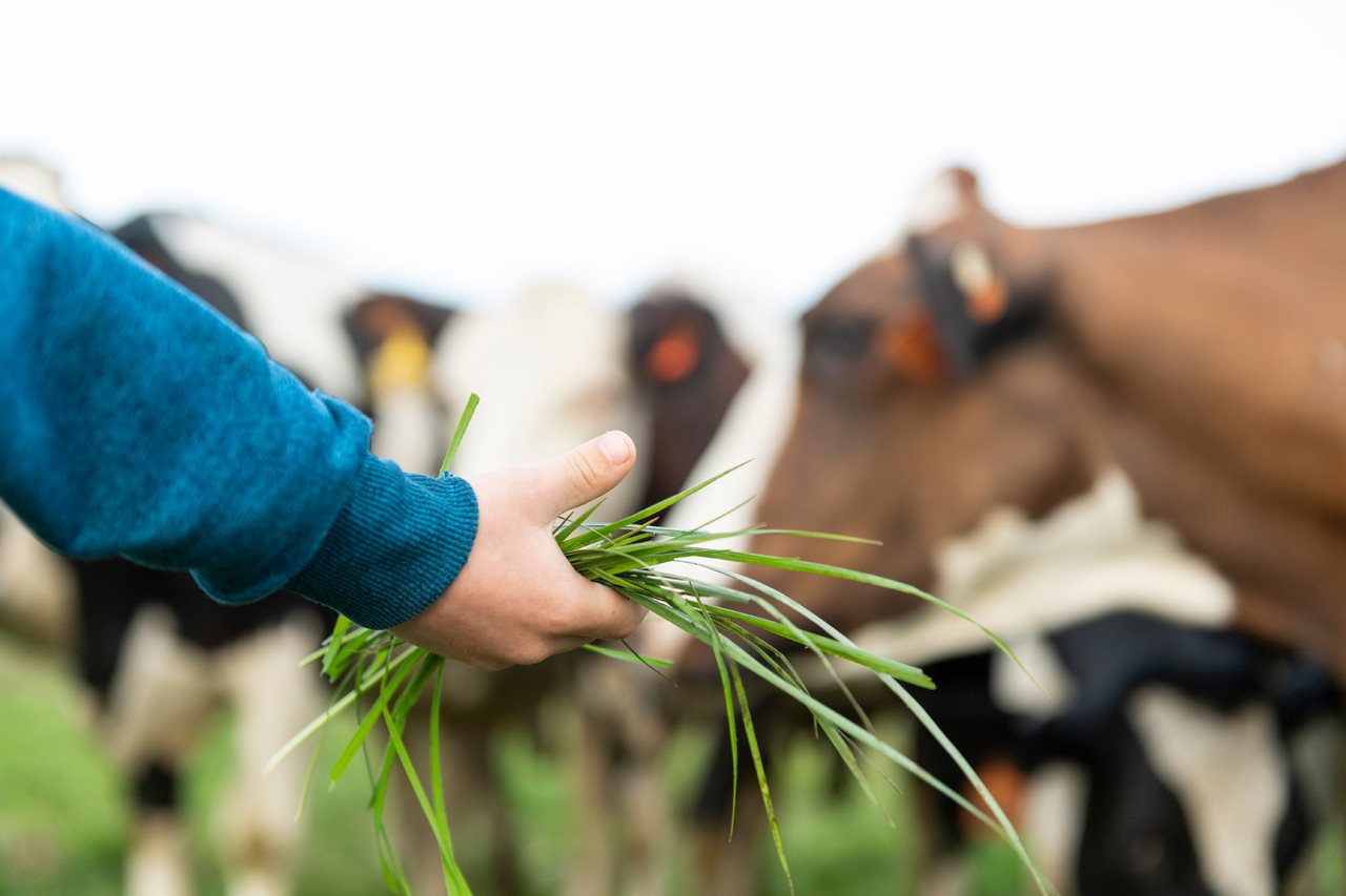 The Benefits of Milk from Grass-Fed Cows