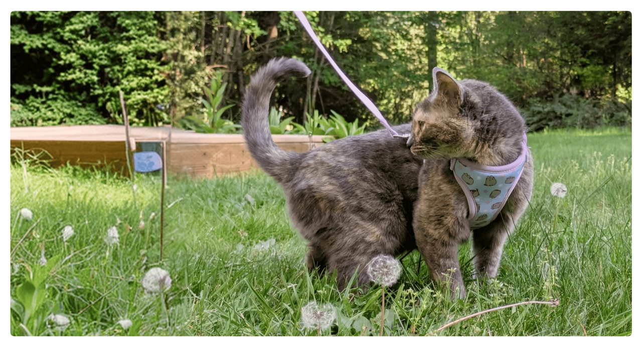Cat on a leash in the grassy backyard. Seeking reliable care from pet sitters? Rover can help.