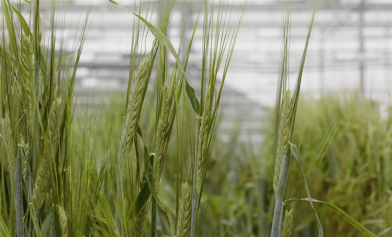 Barley growing in a field. ORF Genetics has created a bioengineered barley leaning to the foundation of a new food future.
