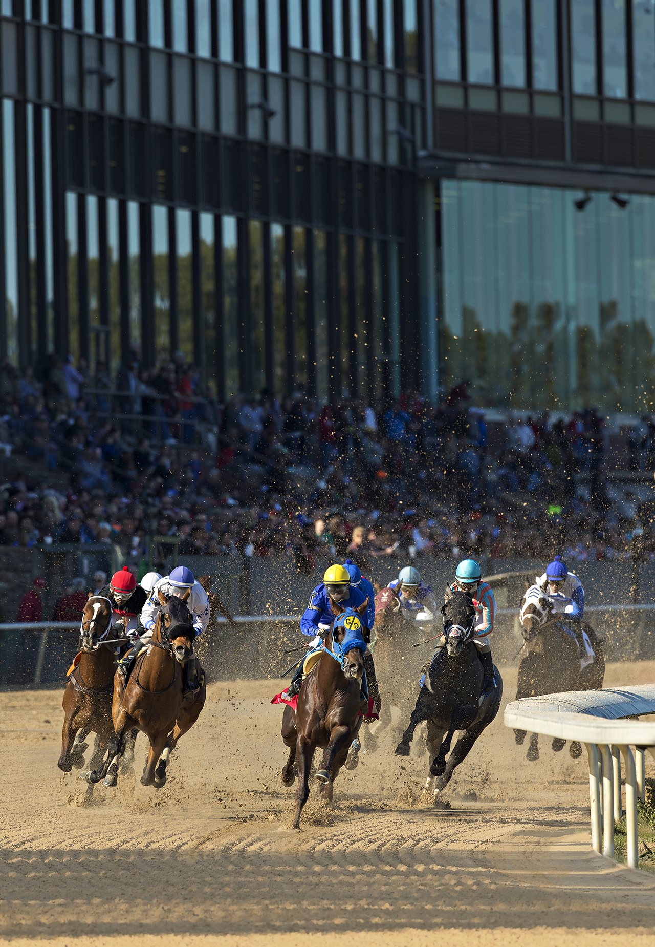 Race horses coming around the bend at the Oaklawn track.