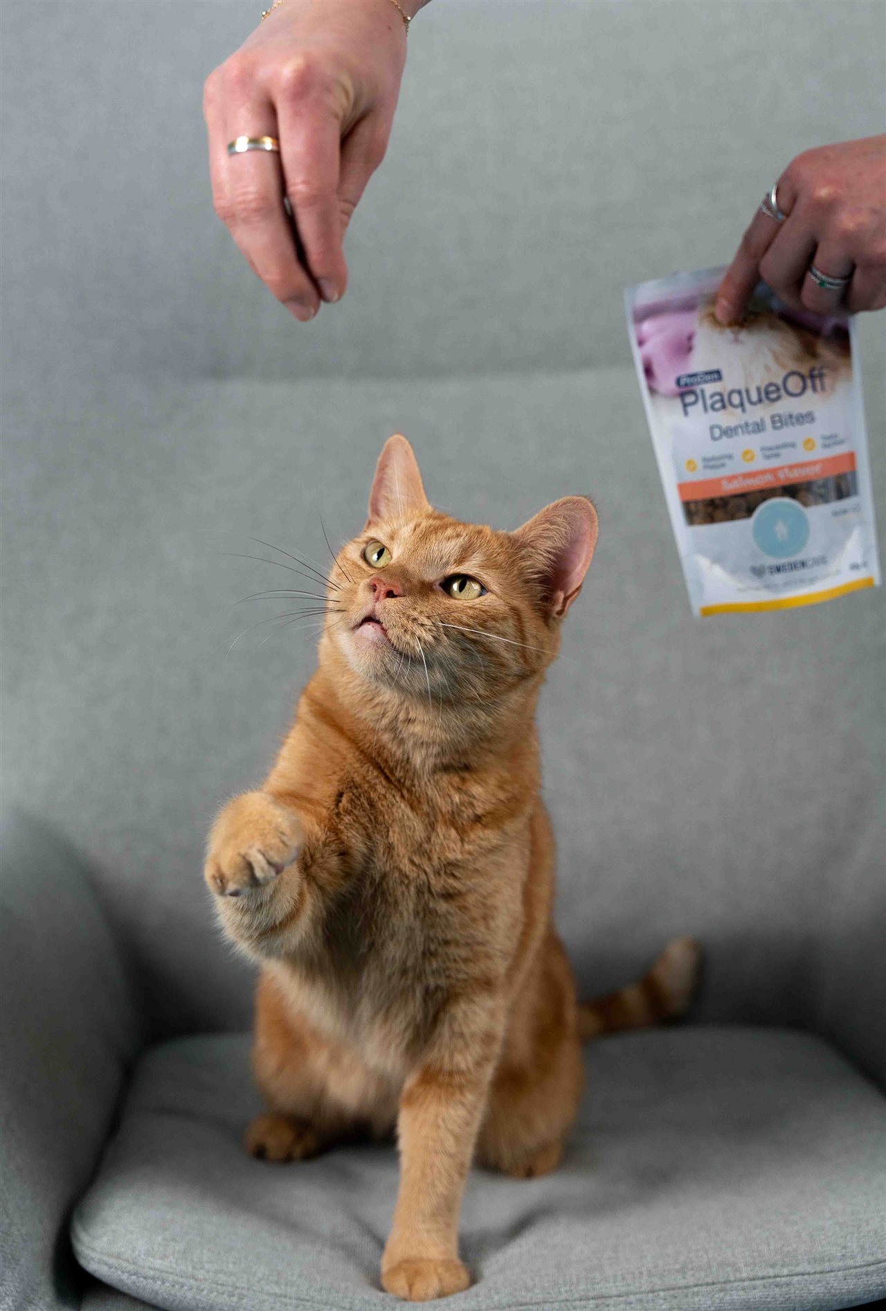 Pet parent giving cat a ProDen PlaqueOff<sup><sup><sup><sup><sup><sup><sup><sup><sup><sup>®</sup></sup></sup></sup></sup></sup></sup></sup></sup></sup> treat from a bag.