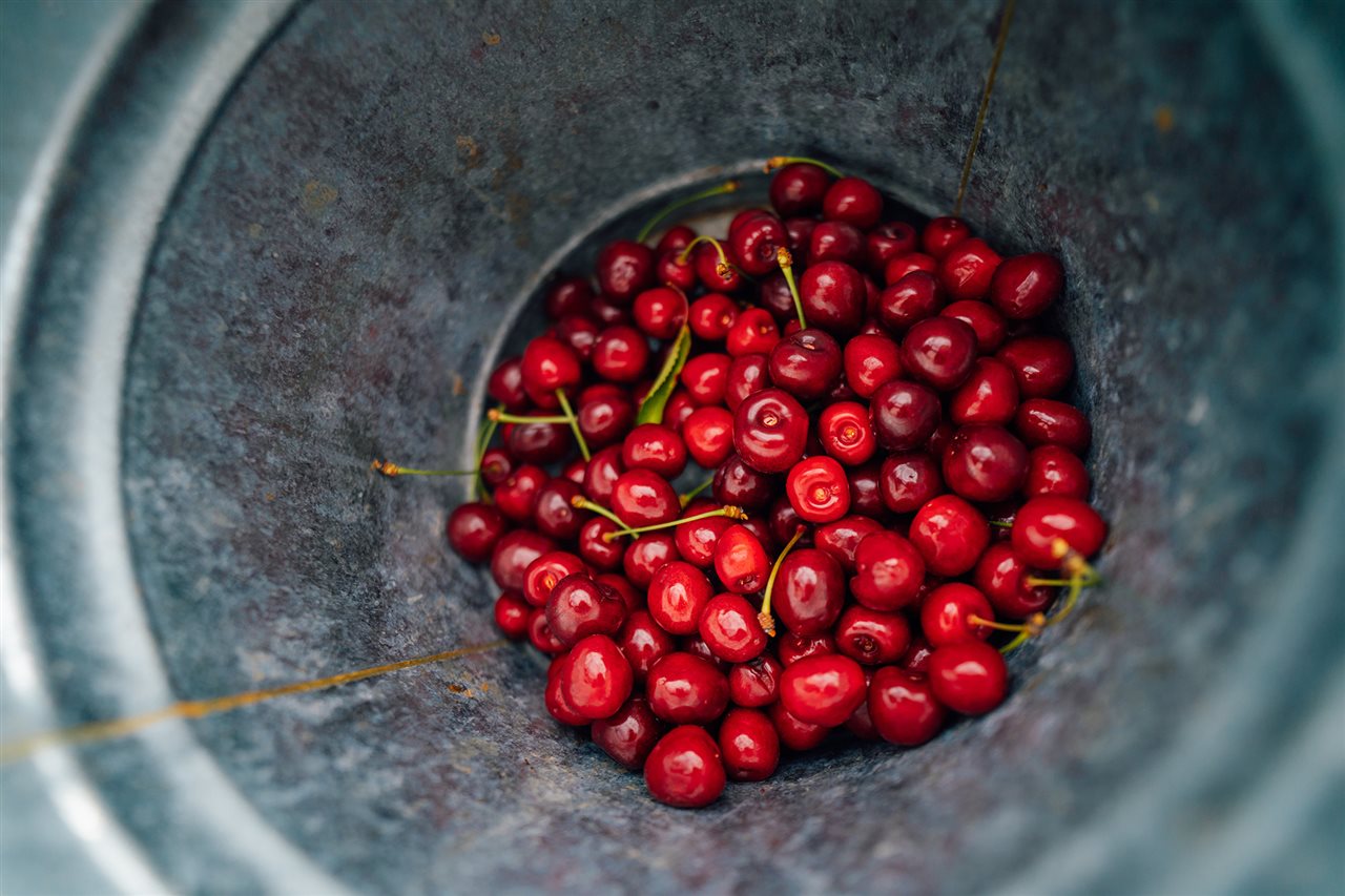 Freshly picked cherries from Klenk Orchards in Sparta, MI.