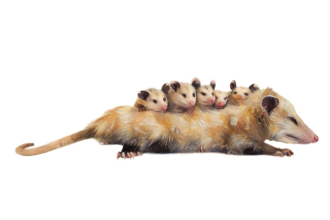 Close-up of a possum with babies on it's back.