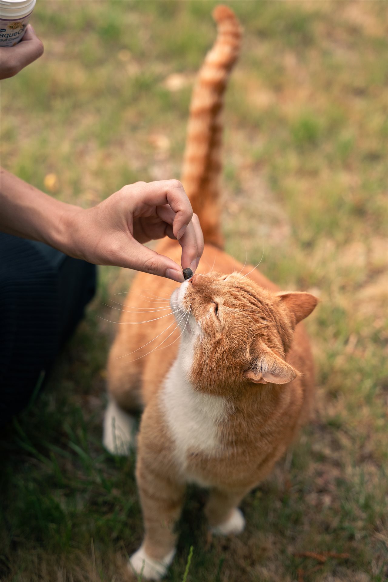 Cat getting a ProDen PlaqueOff<sup><sup><sup><sup><sup><sup><sup><sup><sup><sup>®</sup></sup></sup></sup></sup></sup></sup></sup></sup></sup> soft chew from their pet parent.