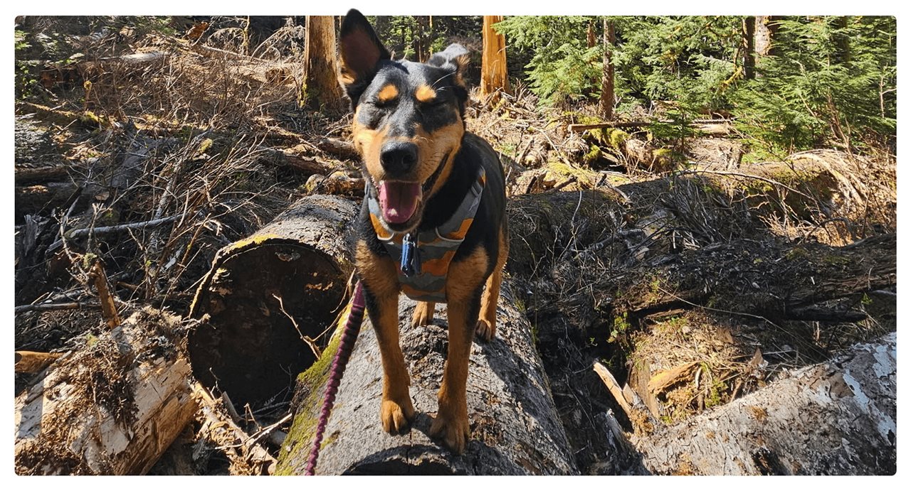 Panting dog walking in the woods. Rover recommends protecting your pet from fleas and ticks.