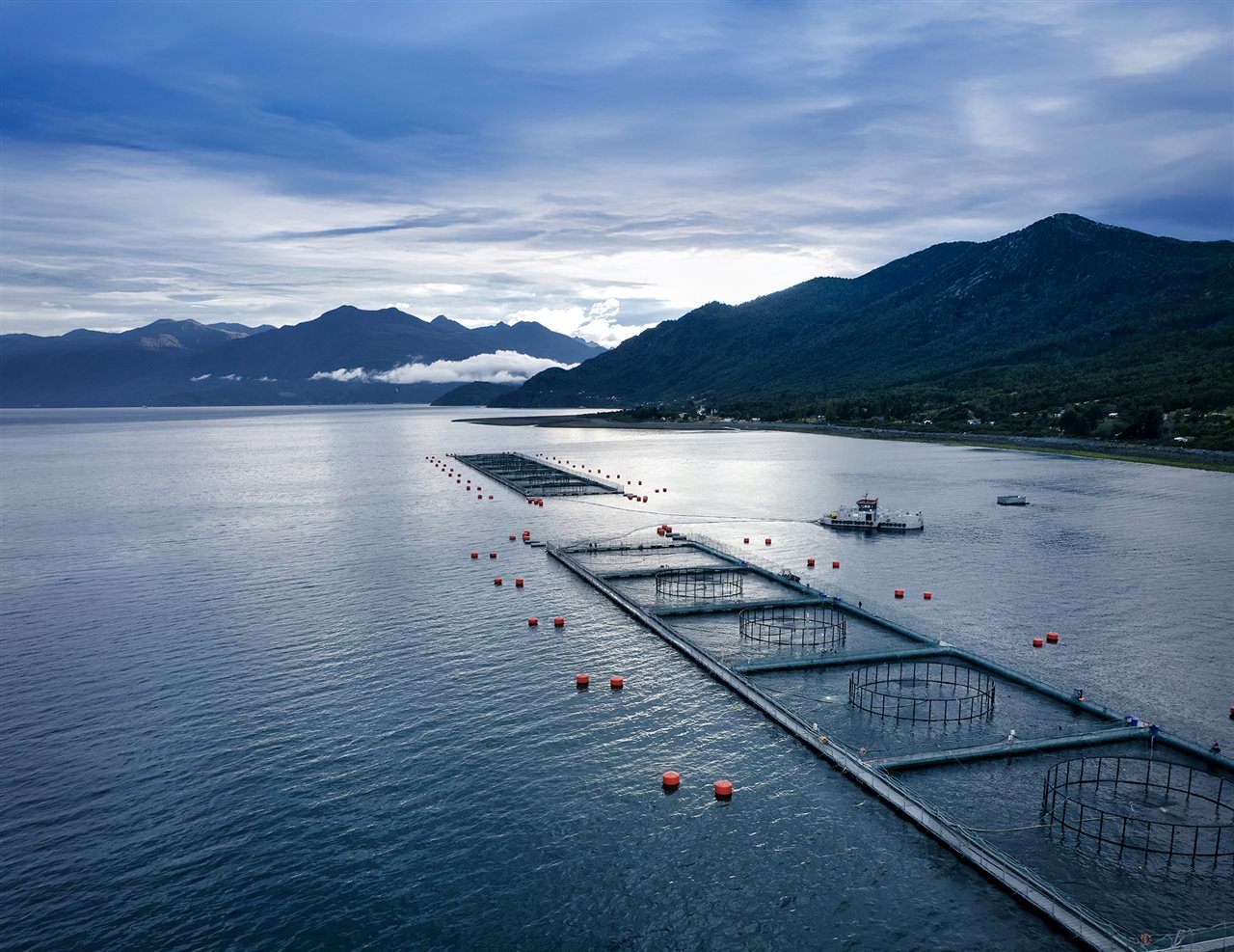 Beautiful ariel view of chillian salmon farm.