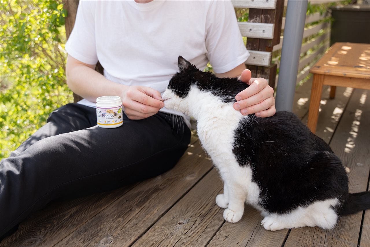 Pet parent giving cat a soft chew.