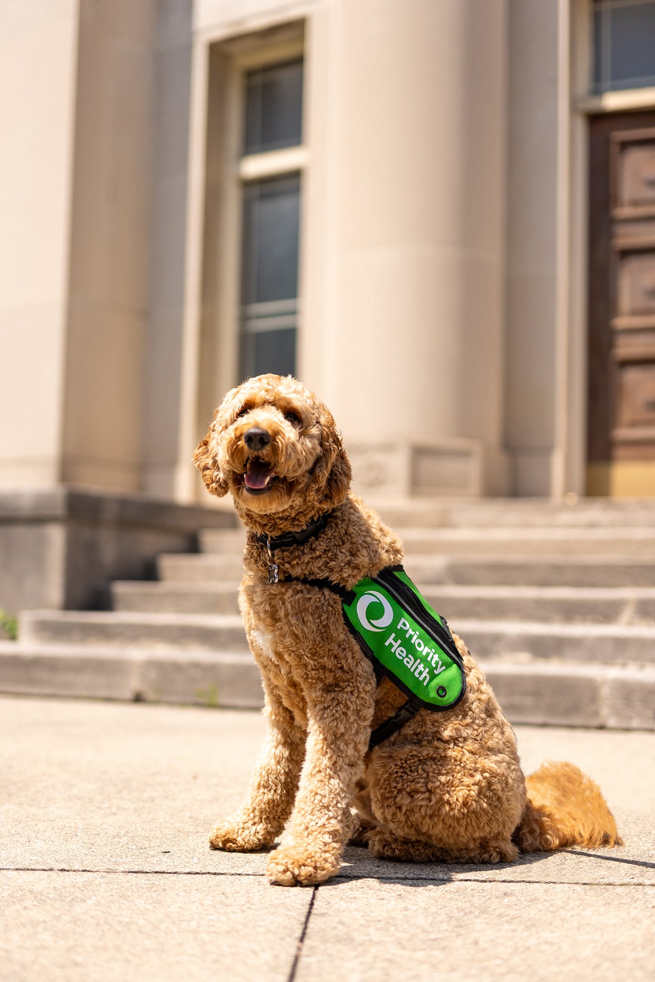 Cute doodle dog named Jack wearing a green vest and sitting outdoors on the steps of a school.