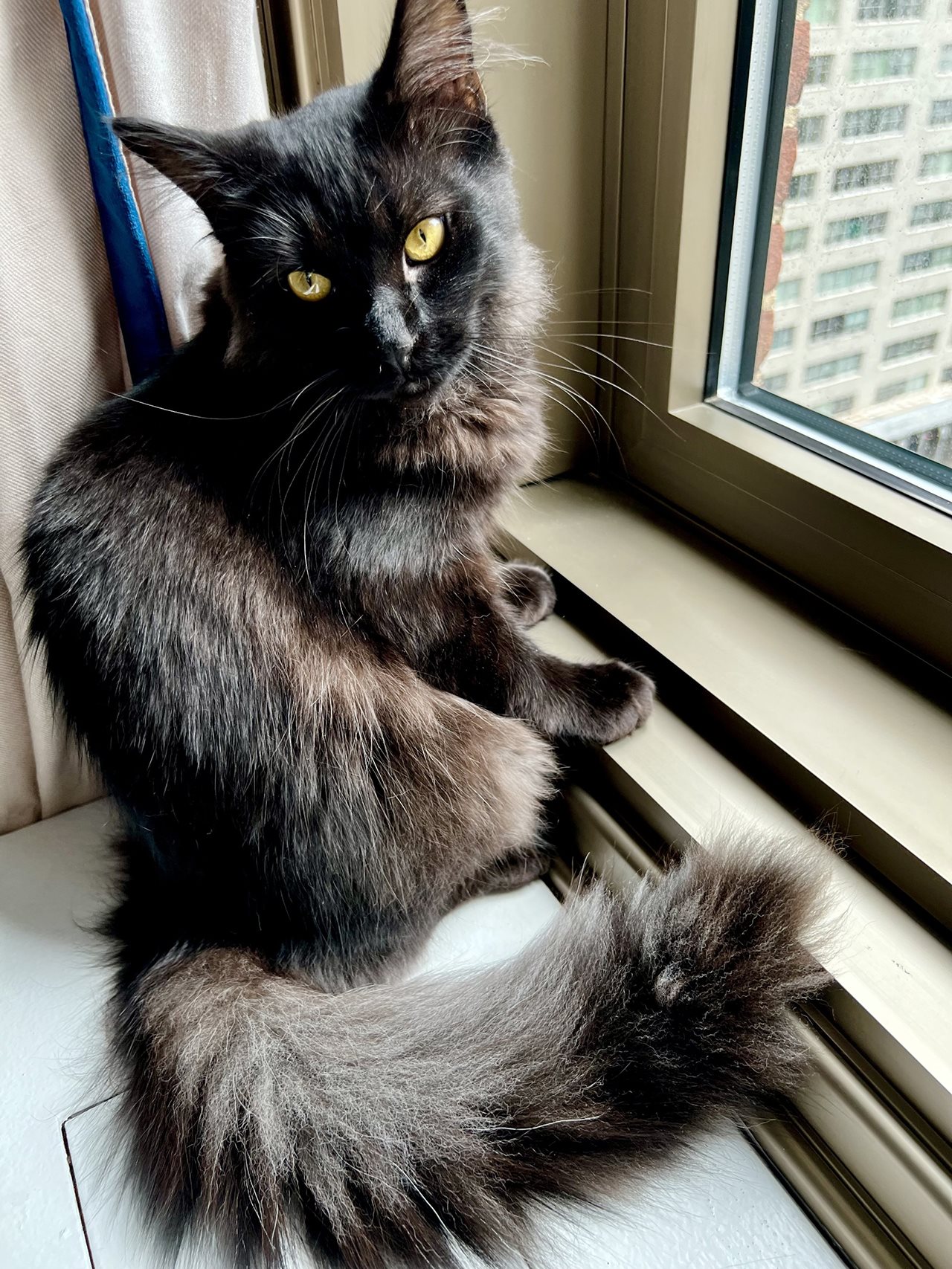Mani, a beautiful black cat, is sitting on the window sill.