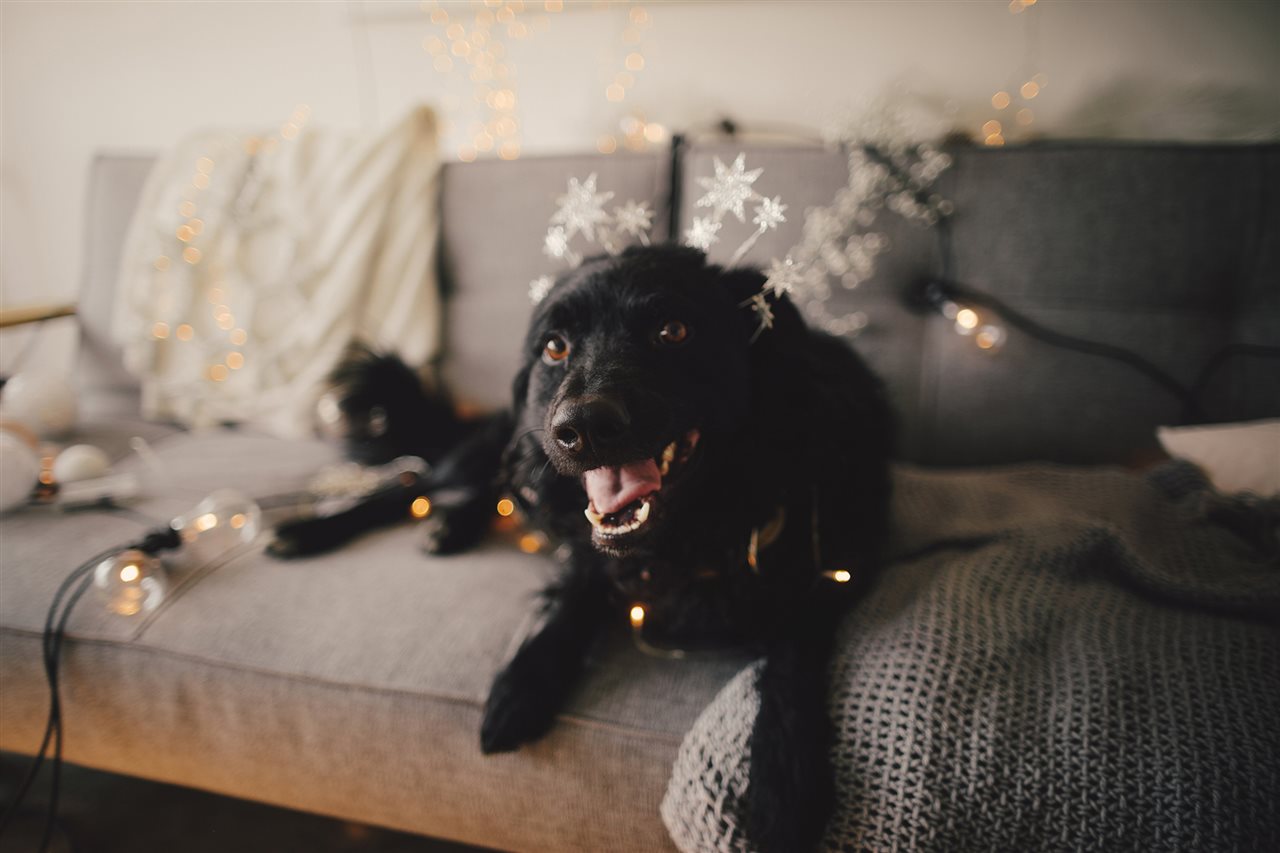Black lab wearing christmas lights while sitting on a gray couch at home.