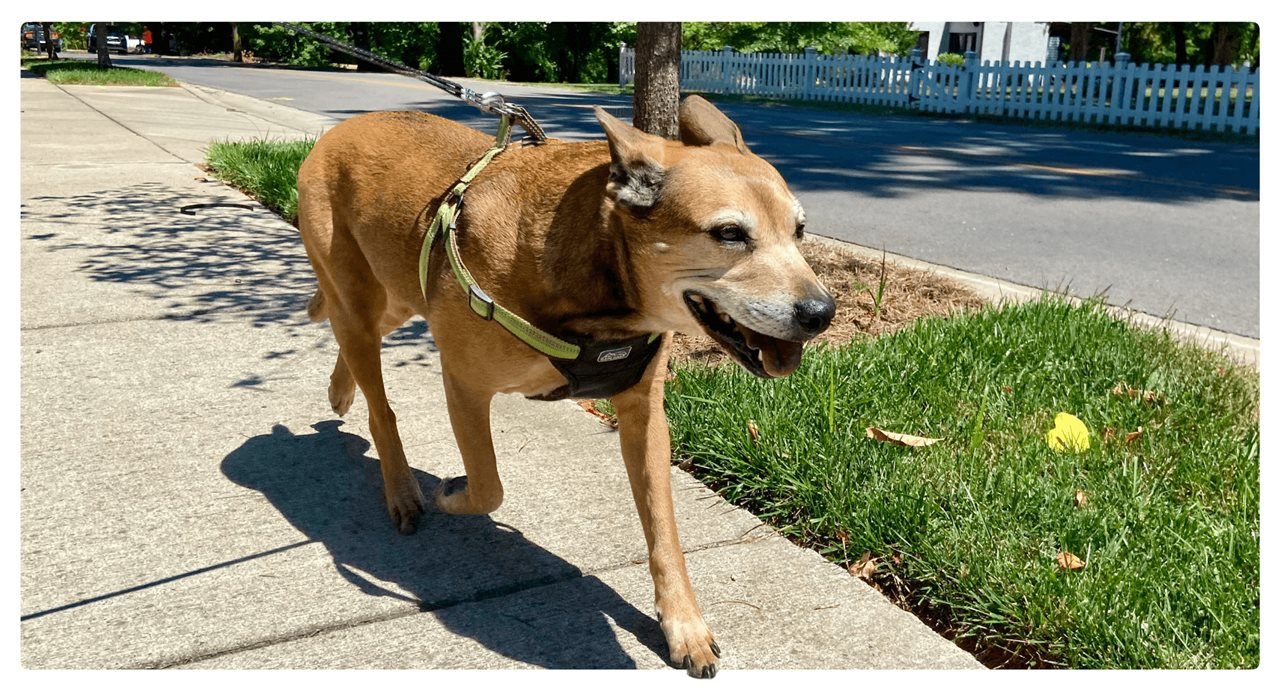 Dog on a leash walking down the sidewalk. Rover recommends bringing water and a bowi while out on a walk with your pet.