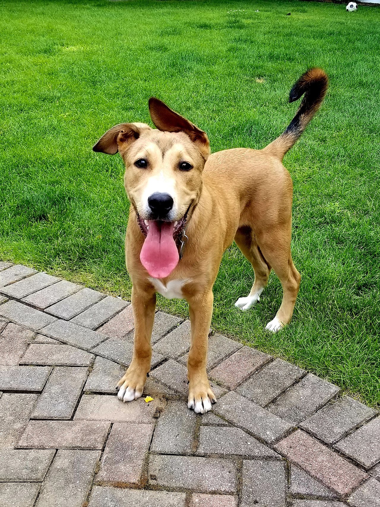 Really cute dog looking at the camera and panting while standing in between a stone walkway and nicely trimmed lawn.