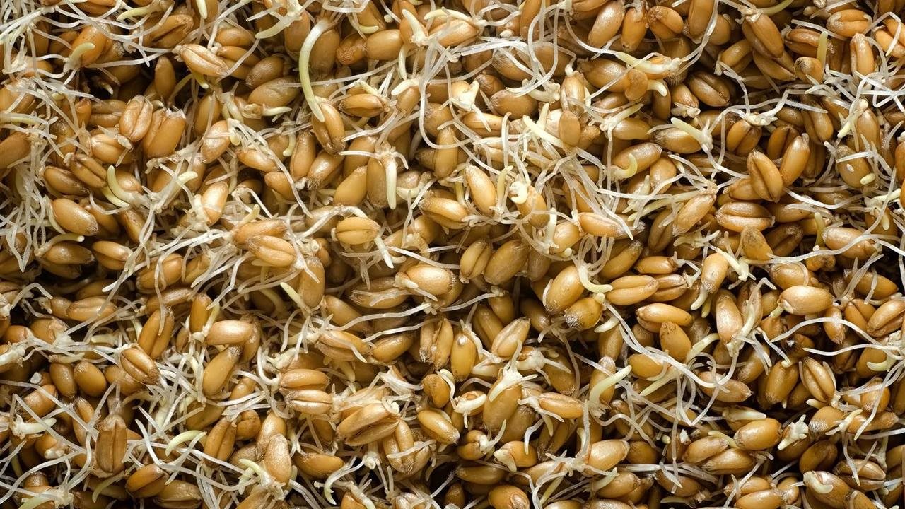 Diabetes And Heart Health How To Add Sprouted Grains To Your Diet
